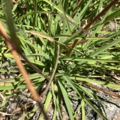 Themeda triandra at Fentons Creek, VIC - suppressed