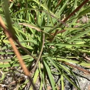 Themeda triandra at Fentons Creek, VIC - suppressed