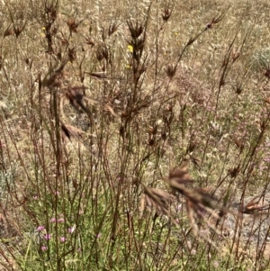 Themeda triandra at Fentons Creek, VIC - suppressed