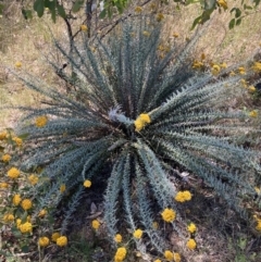 Chrysocephalum semipapposum (Clustered Everlasting) at Suttons Dam - 17 Dec 2022 by KL