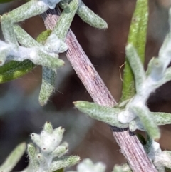 Chrysocephalum semipapposum at Fentons Creek, VIC - suppressed