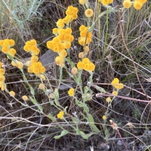 Chrysocephalum apiculatum at Fentons Creek, VIC - 19 Dec 2022