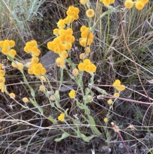 Chrysocephalum apiculatum at Fentons Creek, VIC - suppressed
