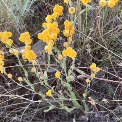 Chrysocephalum apiculatum (Common Everlasting) at Suttons Dam - 19 Dec 2022 by KL