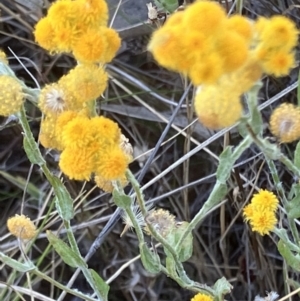 Chrysocephalum apiculatum at Fentons Creek, VIC - suppressed