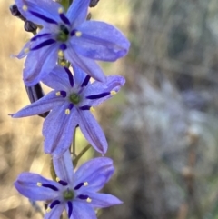 Caesia calliantha (Blue Grass-lily) at Suttons Dam - 18 Dec 2022 by KL