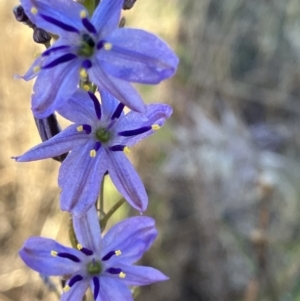 Caesia calliantha at Fentons Creek, VIC - suppressed