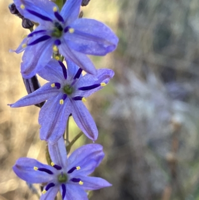 Caesia calliantha (Blue Grass-lily) at Fentons Creek, VIC - 18 Dec 2022 by KL