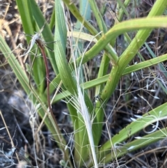 Caesia calliantha at Fentons Creek, VIC - 18 Dec 2022