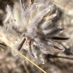 Ptilotus erubescens (Hairy Tails) at Suttons Dam - 17 Dec 2022 by KL