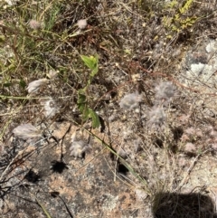 Ptilotus erubescens at suppressed - suppressed