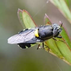 Odontomyia hunteri (Soldier fly) at Sassafras, NSW - 19 Dec 2022 by RobG1