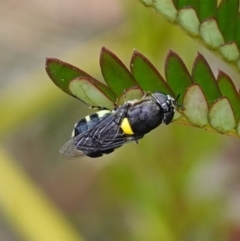 Odontomyia hunteri at Sassafras, NSW - suppressed