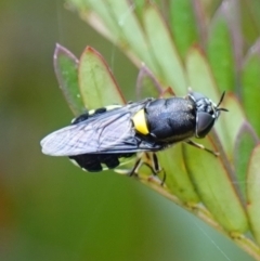 Odontomyia hunteri at Sassafras, NSW - suppressed