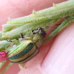 Calomela vittata (Acacia leaf beetle) at Murrumbateman, NSW - 18 Dec 2022 by SimoneC