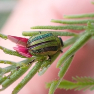 Calomela vittata at Murrumbateman, NSW - 18 Dec 2022