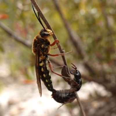 Catocheilus sp. (genus) (Smooth flower wasp) at Morton National Park - 14 Dec 2022 by RobG1
