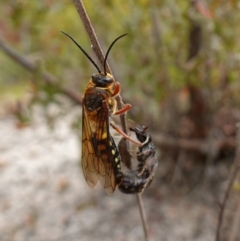 Catocheilus sp. (genus) at Sassafras, NSW - suppressed