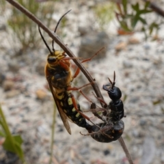 Catocheilus sp. (genus) at Sassafras, NSW - suppressed