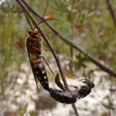 Catocheilus sp. (genus) at Sassafras, NSW - 14 Dec 2022
