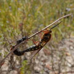 Catocheilus sp. (genus) at Sassafras, NSW - suppressed