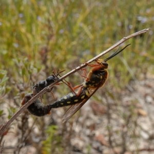 Catocheilus sp. (genus) at Sassafras, NSW - 14 Dec 2022