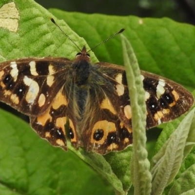 Argynnina cyrila (Forest Brown, Cyril's Brown) at Paddys River, ACT - 21 Dec 2022 by JohnBundock