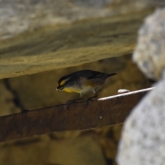 Pardalotus striatus (Striated Pardalote) at Namadgi National Park - 21 Dec 2022 by jmcleod