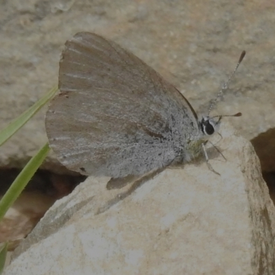 Candalides heathi (Rayed Blue) at Paddys River, ACT - 21 Dec 2022 by JohnBundock