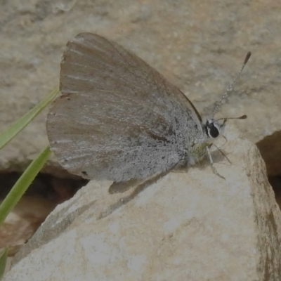 Candalides heathi (Rayed Blue) at Paddys River, ACT - 20 Dec 2022 by JohnBundock