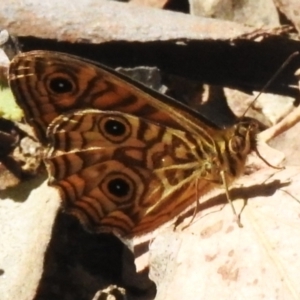 Geitoneura acantha at Coree, ACT - 20 Dec 2022