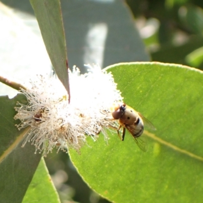 Austalis pulchella (Hover fly) at Murrumbateman, NSW - 17 Dec 2022 by SimoneC