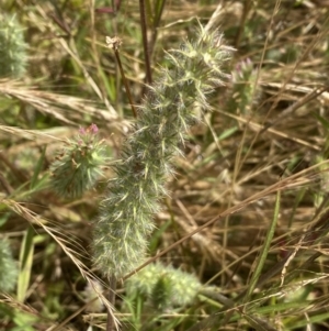 Trifolium angustifolium at Molonglo Valley, ACT - 20 Dec 2022