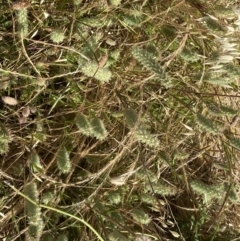 Trifolium angustifolium at Molonglo Valley, ACT - 20 Dec 2022