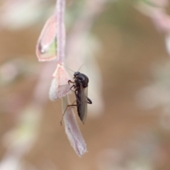 Ceratopogonidae (family) (Biting Midge) at Murrumbateman, NSW - 21 Dec 2022 by SimoneC