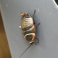 Ellipsidion australe (Austral Ellipsidion cockroach) at Franklin, ACT - 21 Dec 2022 by Jamay