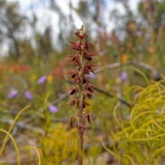 Corunastylis filiforme (Glandular Midge Orchid) at Sassafras, NSW - 19 Dec 2022 by RobG1