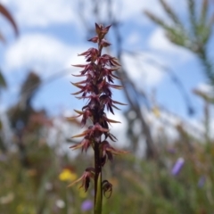 Corunastylis filiforme at Sassafras, NSW - 19 Dec 2022