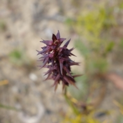 Corunastylis filiforme at Sassafras, NSW - 19 Dec 2022