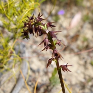 Corunastylis filiforme at Sassafras, NSW - 19 Dec 2022