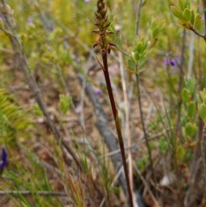 Corunastylis filiforme at Sassafras, NSW - 19 Dec 2022