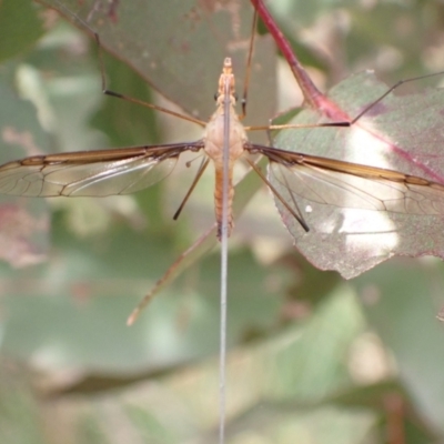 Leptotarsus (Macromastix) costalis (Common Brown Crane Fly) at Murrumbateman, NSW - 21 Dec 2022 by SimoneC