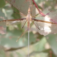 Leptotarsus (Macromastix) costalis (Common Brown Crane Fly) at Murrumbateman, NSW - 21 Dec 2022 by SimoneC