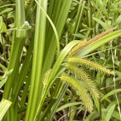 Carex fascicularis (Tassel Sedge) at Cotter River, ACT - 21 Dec 2022 by JaneR