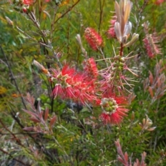 Melaleuca citrina (Crimson Bottlebrush) at Morton National Park - 14 Dec 2022 by RobG1