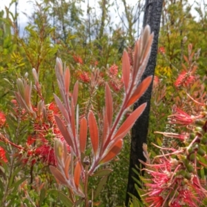 Callistemon citrinus at Morton National Park - suppressed