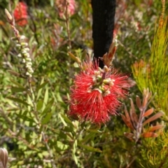 Melaleuca citrina at Morton National Park - 14 Dec 2022