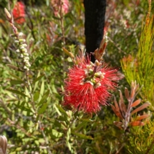 Callistemon citrinus at Morton National Park - suppressed