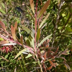 Callistemon citrinus at Morton National Park - suppressed