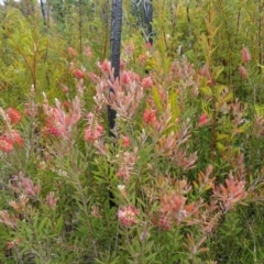 Callistemon citrinus at Morton National Park - suppressed